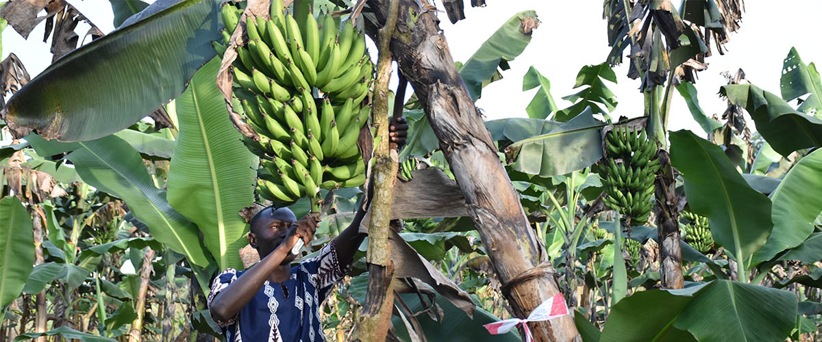 YOU CAN PROFITABLY INVEST IN AGRICULTURE WITH INSURANCE